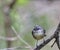 Australian Grey Fantail in tree sat on a branch