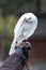 Australian Grey Goshawk sitting on a glove