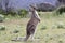 Australian Grey Kangaroo