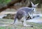 Australian grey kangaroo baby or joey in pouch