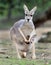 Australian grey kangaroo baby or joey in pouch