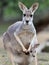 Australian grey kangaroo with baby/joey in pouch