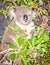 Australian grey Koala Bear in eucalyptus tree , Sydney, Austral