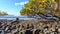 Australian Grey Mangrove Avicennia marina tree seeds washed on to rocky beach, Australia, NSW