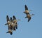 Australian grey teal flock