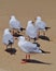 Australian grey and white gulls