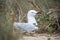 Australian Gull nesting on Penguin Island, Freemantle, Western Australia