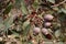 Australian gum nuts and leaves