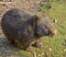 Australian hairy nosed wombat