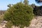 Australian Heath Banksia