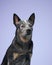 australian heeler on a blue background