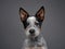 Australian Heeler puppy. Dog on a gray background