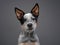 Australian Heeler puppy. Dog on a gray background