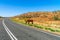 Australian Highway leads through the middle of the Outback and at the edge stands a emaciated wild horse