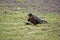 Australian Hobby Falcon