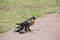 Australian Hobby Falcon