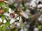 Australian Honey Bee Pollinating Manuka Flower