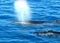 Australian Humpback Whales