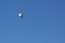 Australian Ibis in flight in the blue sky.