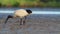 Australian Ibis  - Threskiornis moluccus black and white ibis from Australia looking for crabs during low tide.