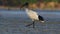 Australian ibis  - threskiornis moluccus black and white ibis from Australia looking for crabs during low tide.