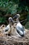 Australian Jabiru Black Necked Storks