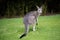 Australian Juvenile eastern grey kangaroo