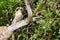 Australian Juvenile Kookaburra