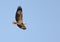 Australian juvenile White bellied sea eagle