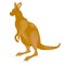 Australian kangaroo