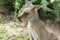 Australian Kangaroo