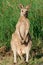 Australian kangaroo - the cute wildlife animal.