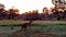 An Australian Kangaroo At Dawn In The Outback