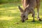 Australian Kangaroo eating