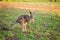 Australian Kangaroo Eating Grass At Sunrise