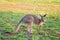 Australian Kangaroo Eating Grass At Sunrise