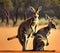 Australian kangaroo, Generative AI Illustration