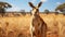 Australian Kangaroo Grazing In Sandy Field