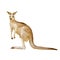 Australian kangaroo isolated on a white background