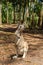 Australian Kangaroo standing