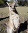 Australian kangaroo wideangle