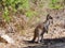 Australian Kangaroo: Wild in Yanchep National Park