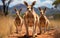 Australian kangaroos