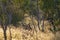 Australian Kangaroos Backlit In The Wild