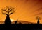 Australian kangaroos among baobab trees at sunset