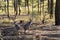 Australian Kangaroos In The Bush