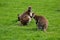 Australian kangaroos familyon the green grass