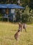 Australian Kangaroos in the grass