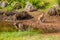 Australian Kangaroos in Pebbly Beach