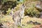 Australian Kangaroos standing with on hill